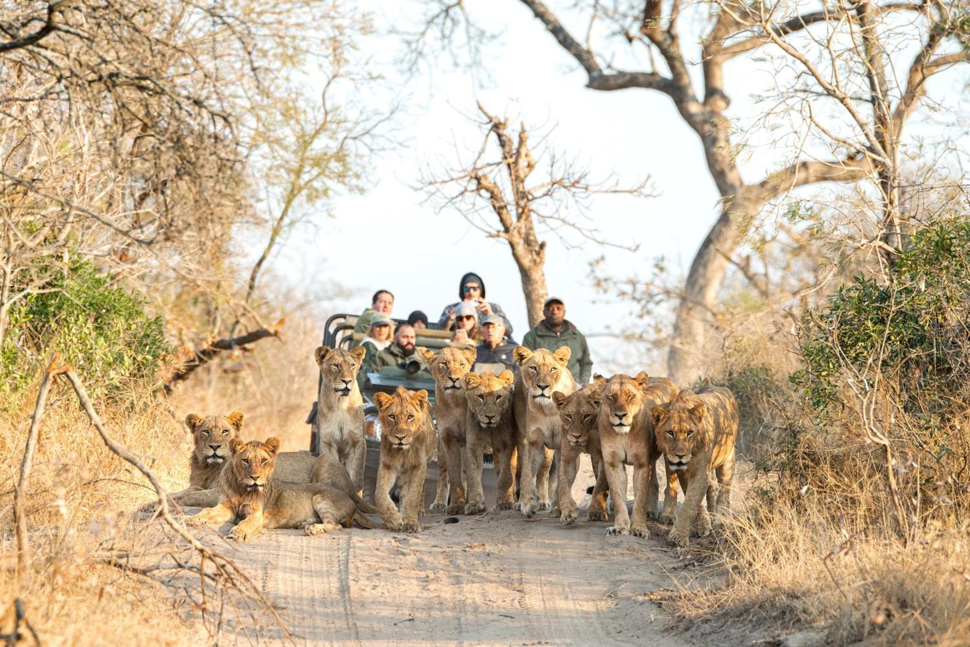 Royal Malewane Villa Thornybush Doğa Koruma Alanı Dış mekan fotoğraf